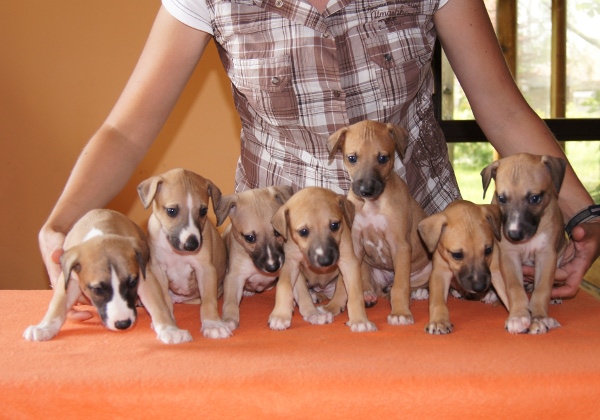 Puppies 4.5 weeks old