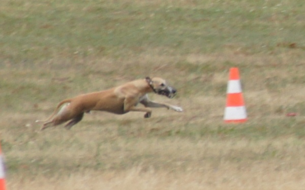 Kimba - trening coursingowy