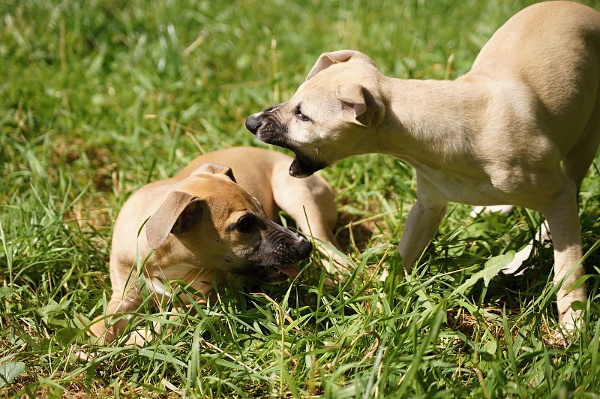 "F" litter in the garden - 9 months old