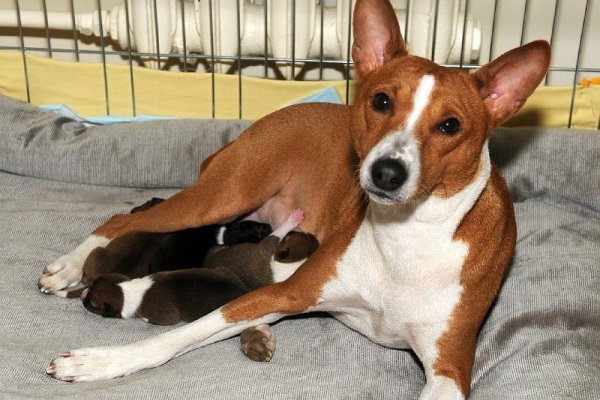 Fiona & puppies