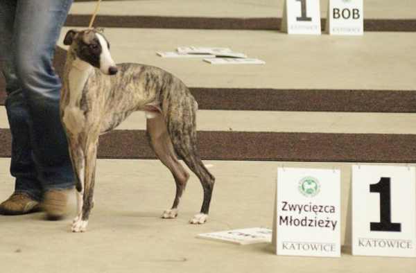 Comanche - Katowice 2010