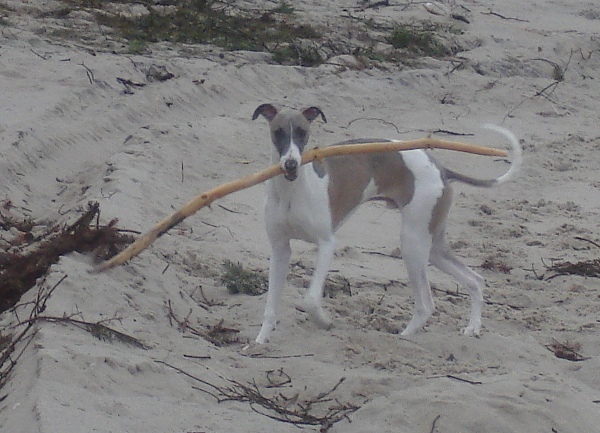 Kocio na plaży