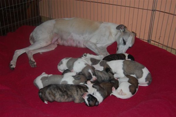 Whiteheads C litter 10 days old